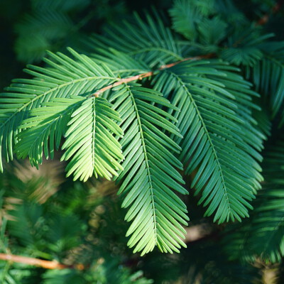 Metasequoia glyptostroboides (1)-1